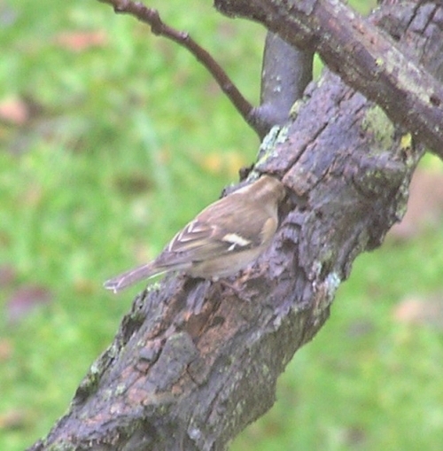 Fringuello maschio (Fringilla coelebs)